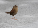 Winterkoning-Wren-1831.jpg