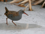 Waterral-Water Rail-2017.jpg