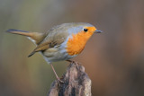 Roodborst-Robin-2586.jpg