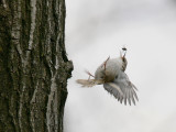 Treecreeper-2249.jpg