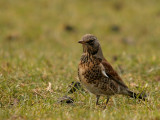 Kramsvogel-Fieldfare-3763.jpg