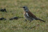 Kramsvogel-Fieldfare-3800.jpg