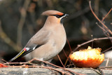 Pestvogel-Bohemian Waxwing-4049.jpg