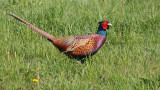 fazant-male pheasant-6865.jpg