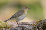 Willow Warbler-Fitis-7148.jpg