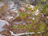 Branches and leaves