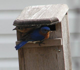 blue bird pair-1.jpg