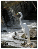 Egret at New River.jpg