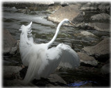 egret-2.jpg