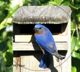 male blue feeds young.jpg