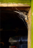 Cobweb Corner