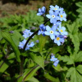  Forget Me Not