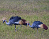 A pair of Crowned Cranes