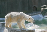  POLAR  BEAR