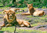 FAMILY LION