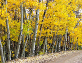 Yellow Trees Web ADJ.jpg