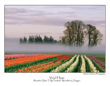 Vivid Haze.jpg (Up To 30 x 45)