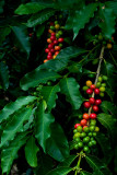 Kona coffee cherries IV