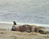 Beach bum