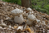 Mushroom Couple