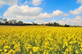 Fields of Yellow