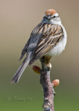Chipping Sparrow