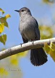 Gray Catbird