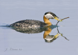 Red-necked Grebe With Twig