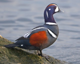 _18C2845_1.jpg