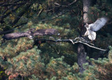 OspreyHawk.jpg
