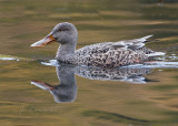 Shoveler Female
