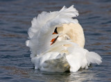 Mute Swan