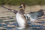 Gadwall Male