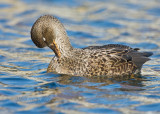 Gadwall Female