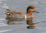 Green Wing Teal