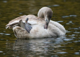 Mute Swan Cygnet
