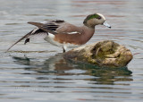 American Widgeon