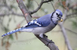 Blue Jay