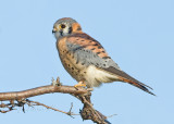 The Kestrel