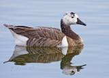 Hybrid Canada Goose