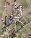 The Redpoll