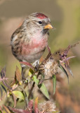 The Redpoll