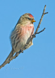 The Redpoll