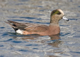 Male American Widgeon