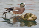 Male American Widgeon