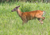 White Tail Deer.jpg