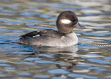 Female Bufflehead