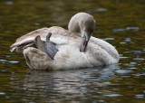 Mute Swan Cygnet