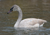Trumpeter Swan Cygnet