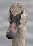 Trumpeter Swan Cygnet